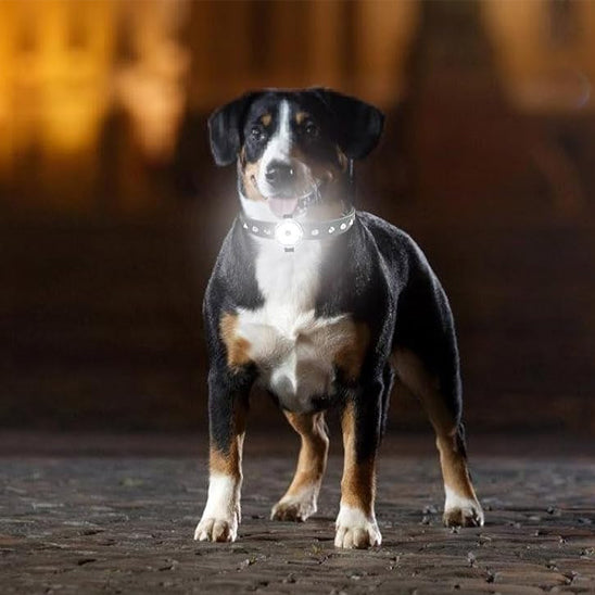 Collier chien lumineux | lampe de poche