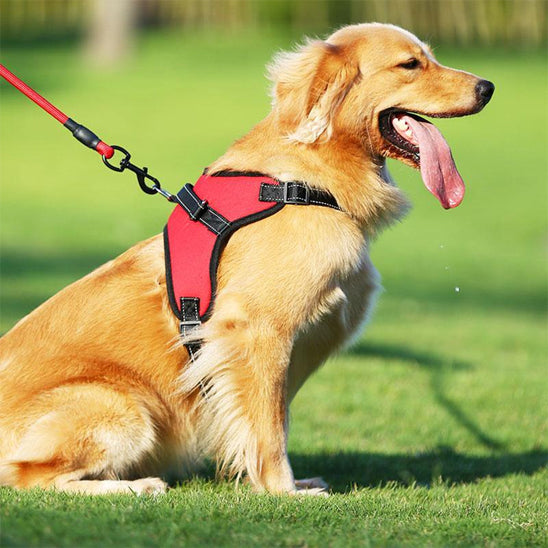 harnais chien assis