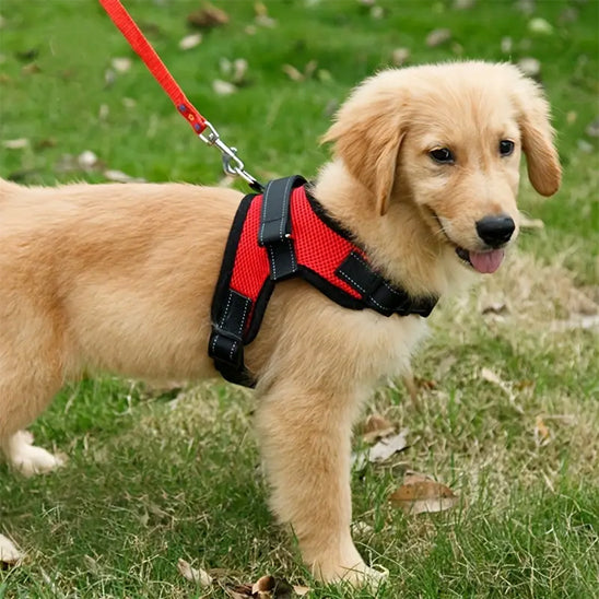 harnais chien dehors calme parc