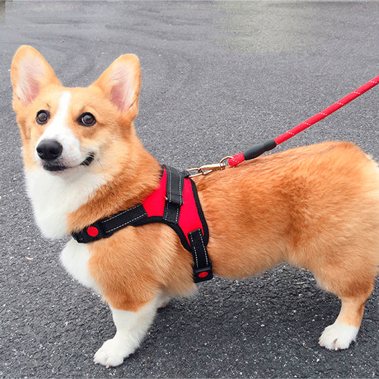 harnais chien dehors route