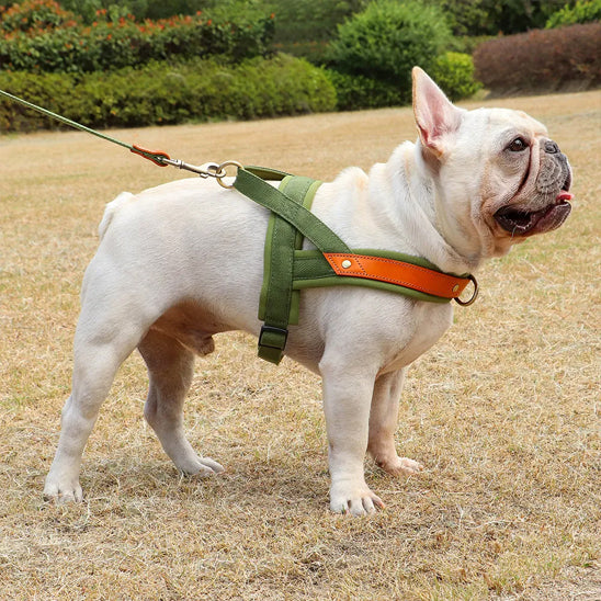 harnais chien petit face droite