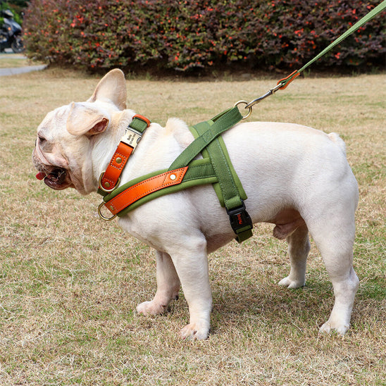 harnais chien petit face gauche