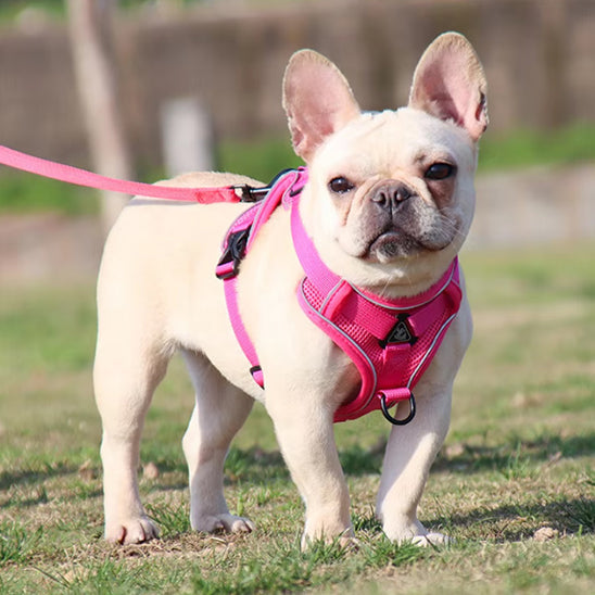 harnais chien réglable et sécuritaire rose