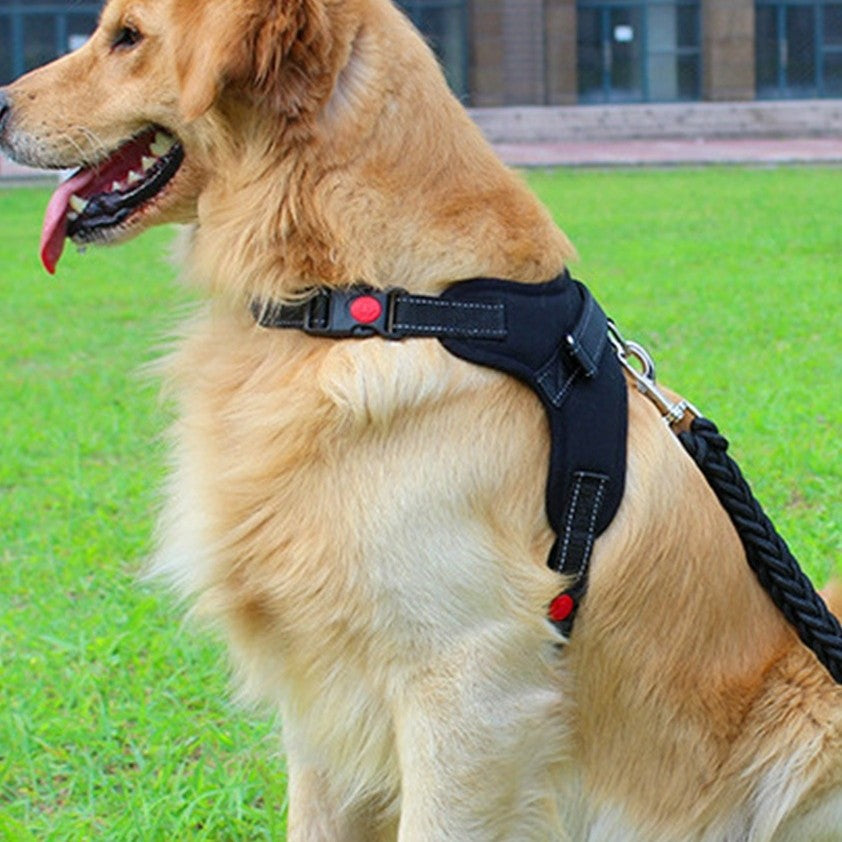 Harnais chien | anti-traction et ajustable