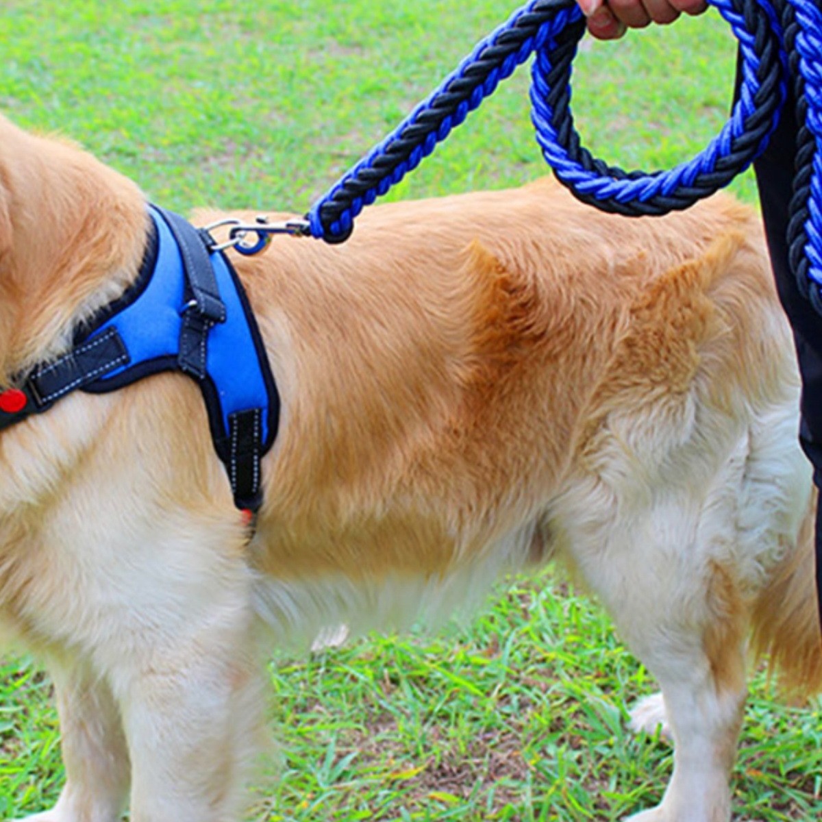 Harnais chien | anti-traction et ajustable