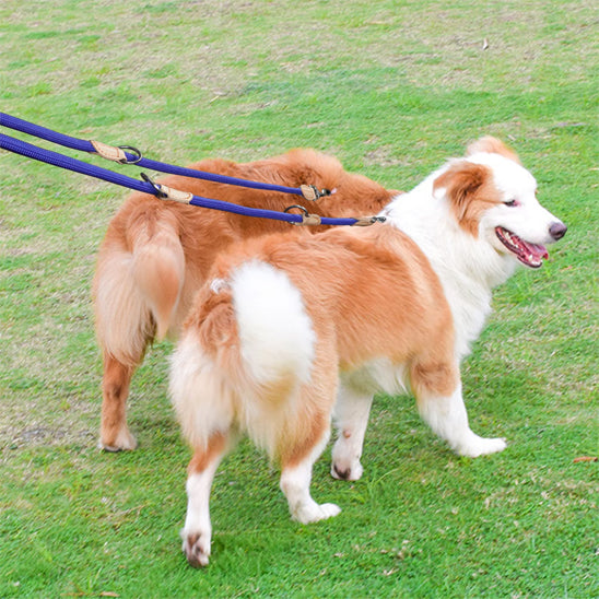 laisse double pour chien face droite