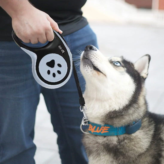 laisse pour chien assis