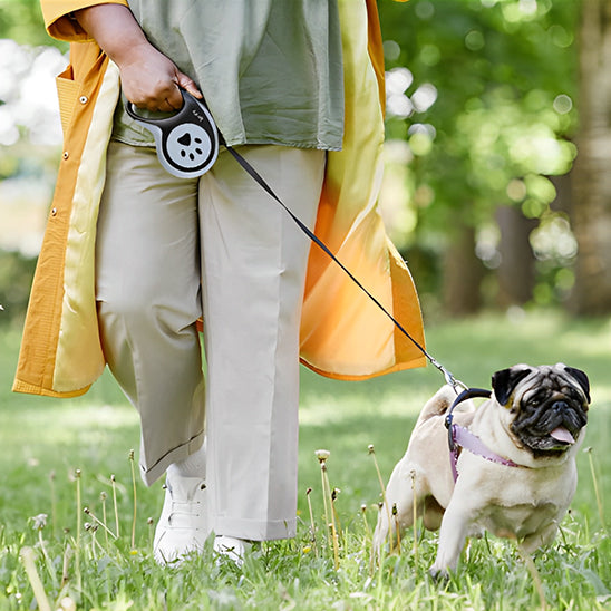 laisse pour chien face devant