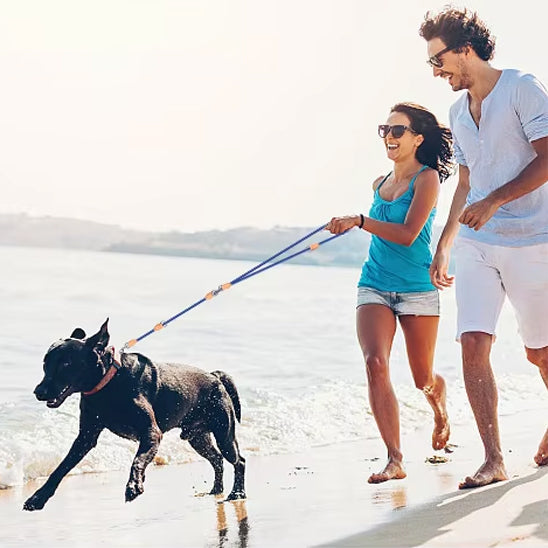 laisse pour chien plage