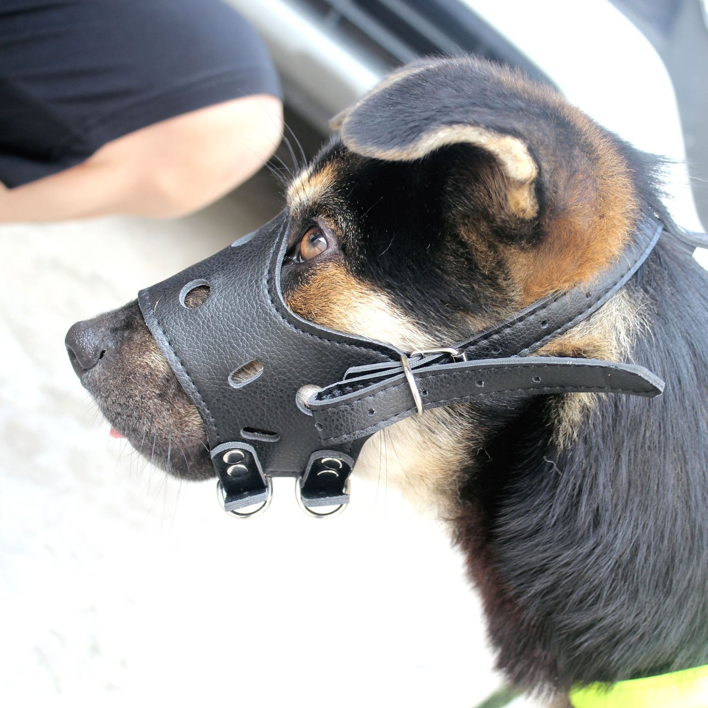 Museliere chien | Cuir et souple