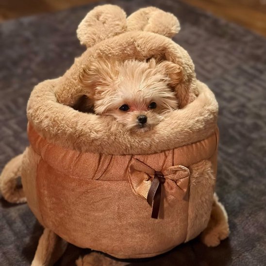 Sac ventral pour chien modèle brun