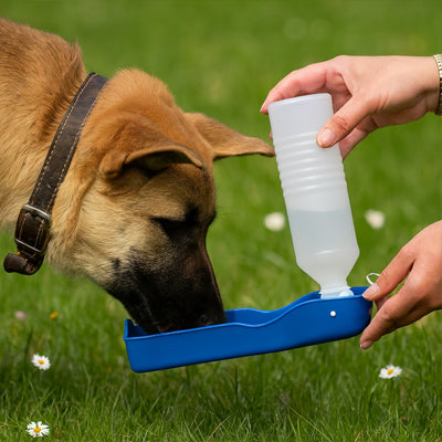 Canicule et chien : comment éviter la déshydratation cet été ?