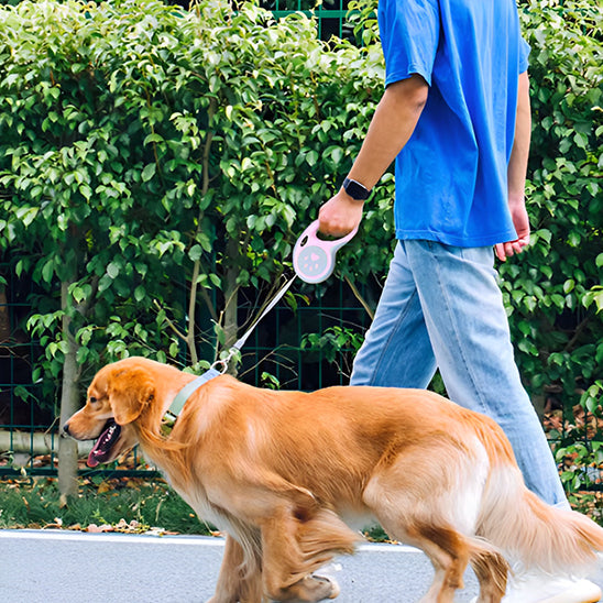 Laisse pour chien : Guide ultime pour choisir une bonne laisse