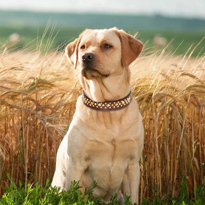 Collier pour chien cuir rivets anti-morsure Labrador brun