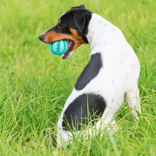 Balle pour chien élastique silicone parson russell terrier