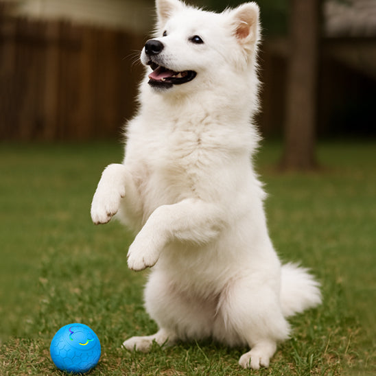 Balle pour chien électronique LED bleu husky cour