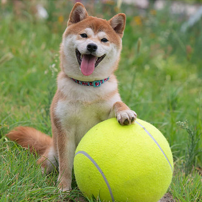 Balle pour chien tennis géante akita