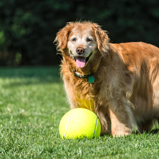 Balle pour chien tennis géante golden retriever
