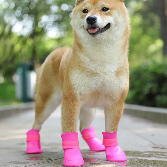 Shiba inu regardant l'objectif sous la pluie, portant des bottes de pluie roses