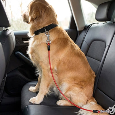 Ceinture de sécurité pour chien voyage sécurisé golden rouge