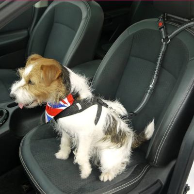 Ceinture de sécurité pour chien | Laisse de retenue - Chien globe - trotteur