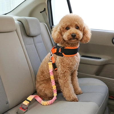 Ceinture sécurité pour chien arc-en-ciel goldendoodle jaune orange