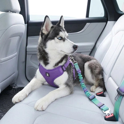 Ceinture sécurité pour chien arc-en-ciel malamute turquoise