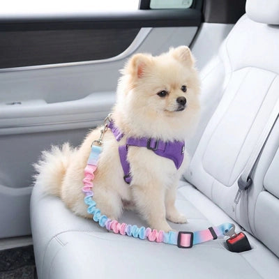 Ceinture sécurité pour chien arc-en-ciel poméranien bleu rose 