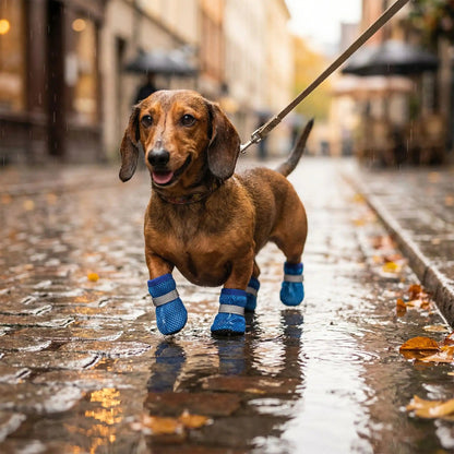 Chaussures pour chien confortable petites tailles teckel bleu pluie