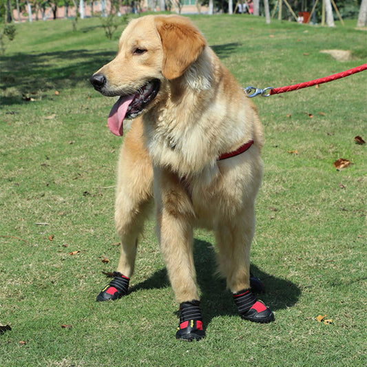 Chaussure chien | Imperméable et réfléchissante (grandes tailles)