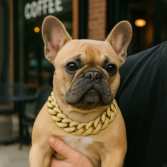 Collier chien | chaine en plastique ABS résistante