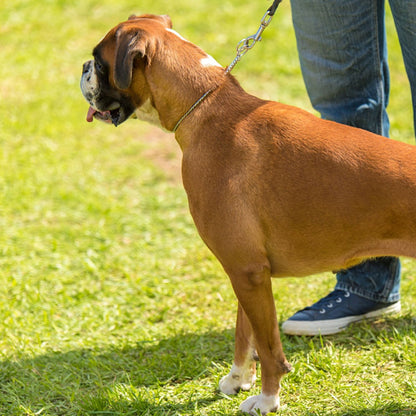 Collier chien | chaine antidérapante