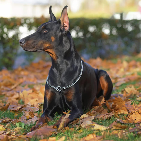 Collier chien | chaine antidérapante
