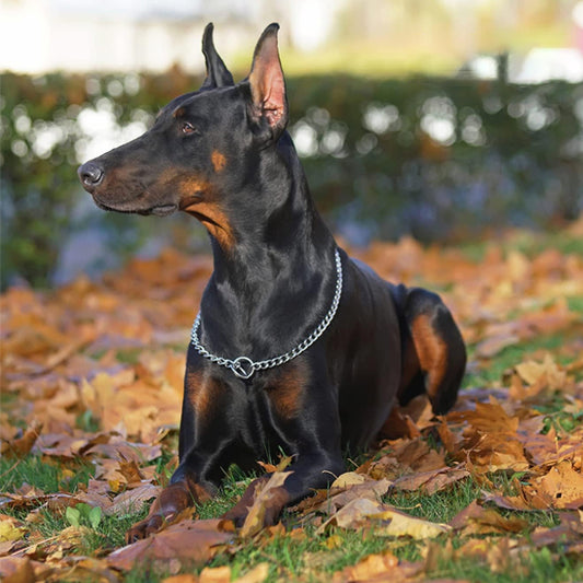 Collier chien | chaine antidérapante