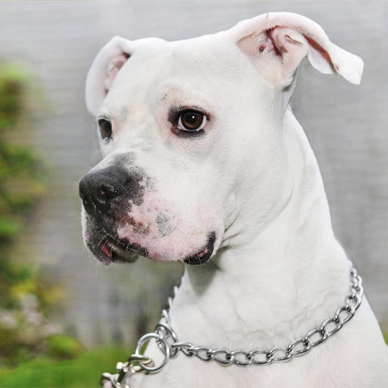 Collier chien | chaine antidérapante