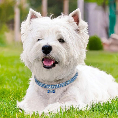 Collier chien | Chic et brillant