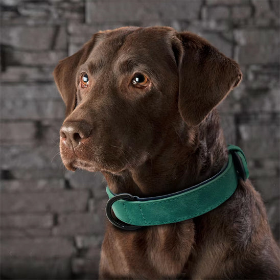 Collier chien cuir | Doux et rembourré