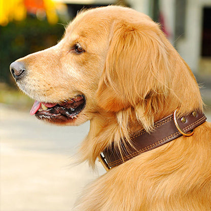 Collier chien cuir | Durable et fonctionnel