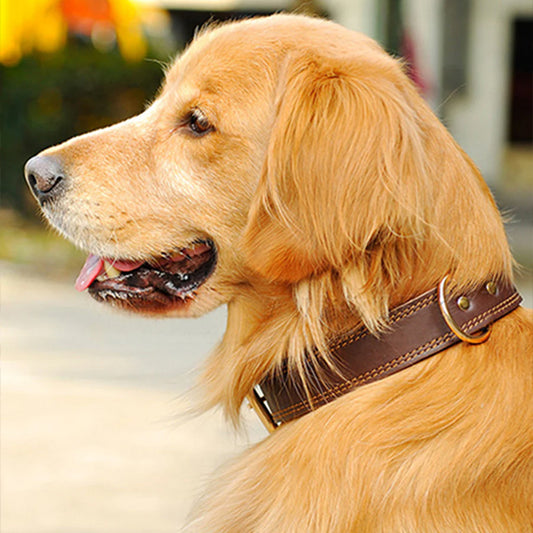 Collier chien cuir | Durable et fonctionnel