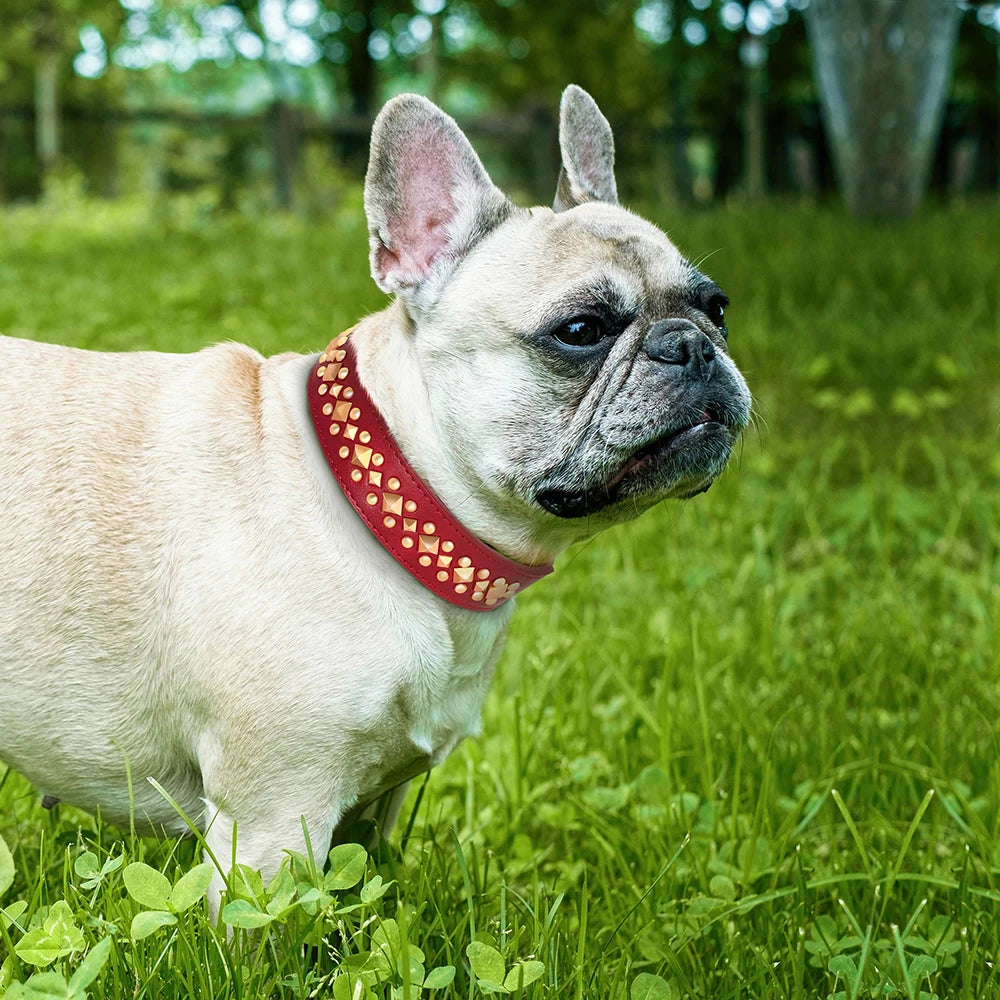 Collier chien cuir rivets anti-morsure bouledogue francais rouge