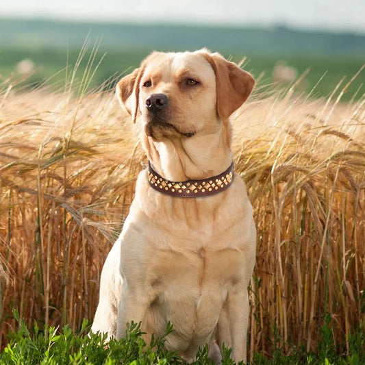 Collier chien cuir | Rivets anti-morsure