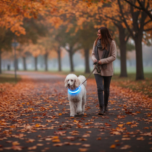 Collier chien lumineux led anti-perte bleu caniche automne