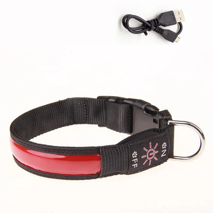 Collier pour chien lumineux | rechargeable