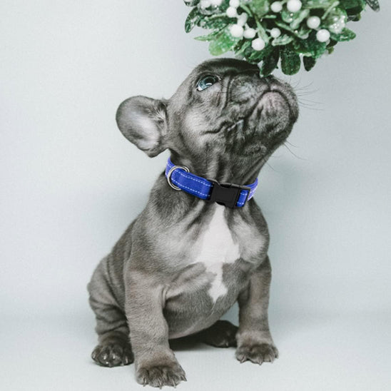 Collier chien | Sécuritaire et réfléchissant (couleurs foncées)