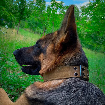 Collier chien | tactique et durable
