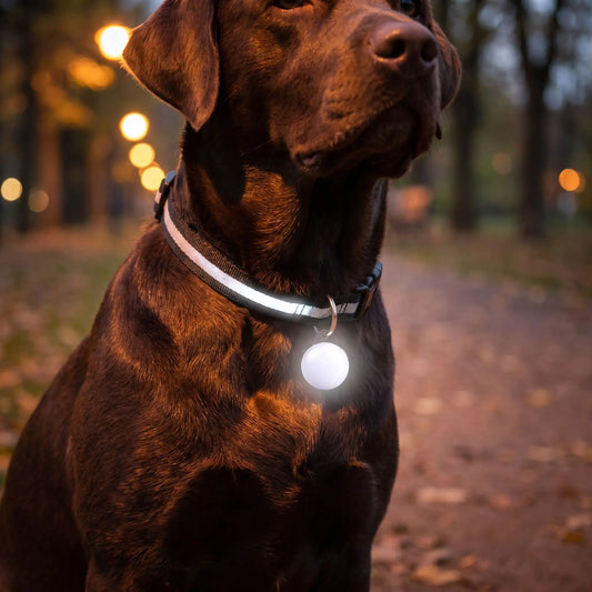 Collier chien lumineux pendentif noir labrador