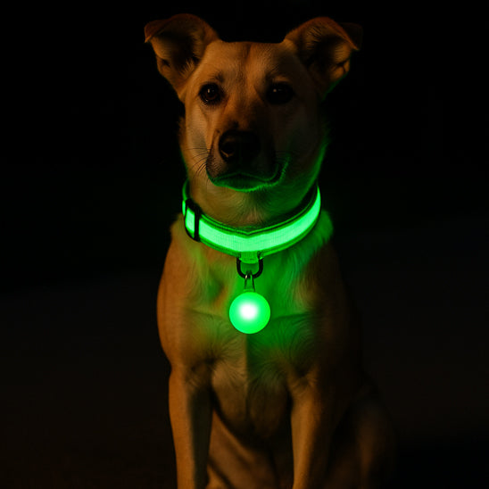 Collier lumineux pour chien | Pendentif rouge et vert