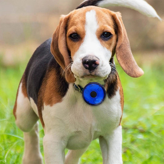 Collier chien lumineux | lampe de poche