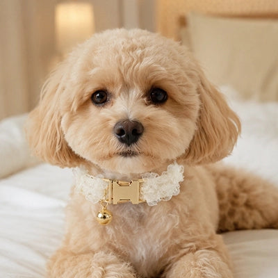 Collier petit chien dentelle clochette caniche blanc