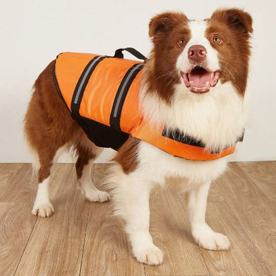 Gilet de sauvetage chien surf plage berger australien orange